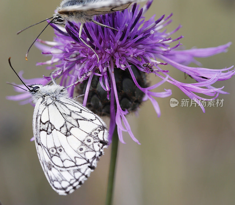 大理石白蝴蝶(Melanargia galathea)